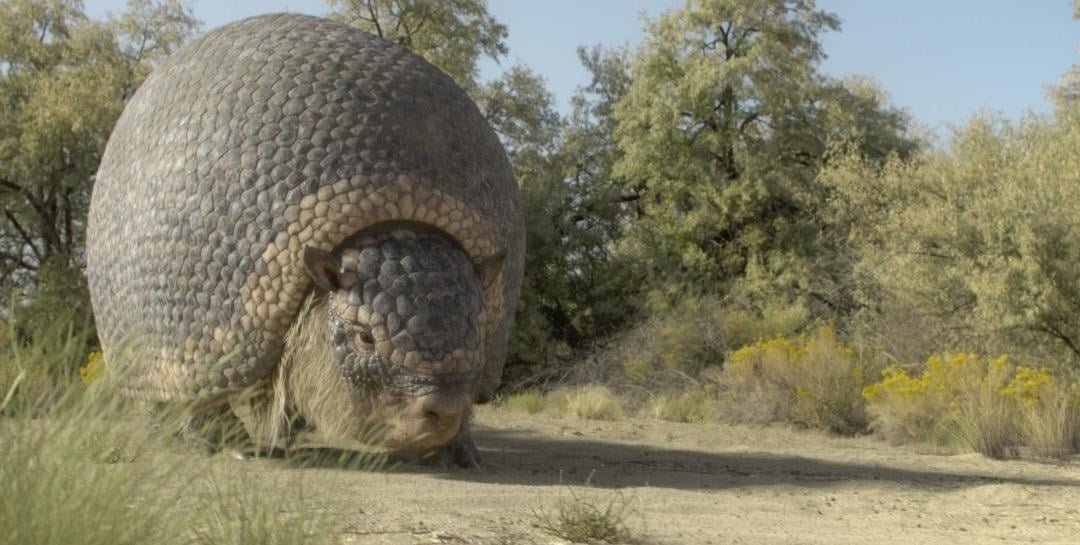 Вероятно, Глиптотерии (Glyptotherium) / © Prehistoric Planet: Ice Age / Apple TV+ / BBC Studios Natural History Unit