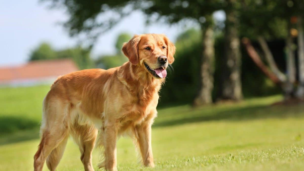Агрессия у собак оказалась генетически связана с человеческой депрессией