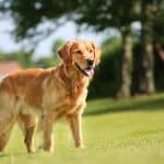 Агрессия у собак оказалась генетически связана с человеческой депрессией