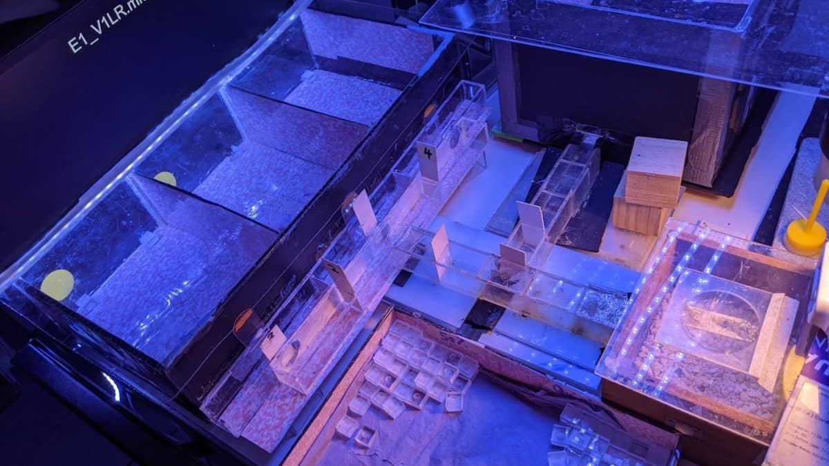 Шмели научились понимать азбуку Морзе