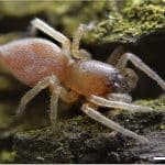 Ученые объяснили, почему пауки рода Clubiona не замерзают зимой