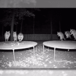 Ученые увидели опасность для природы и людей в фейковых ИИ-видео с дикими животными