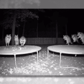 прыгающие еноты