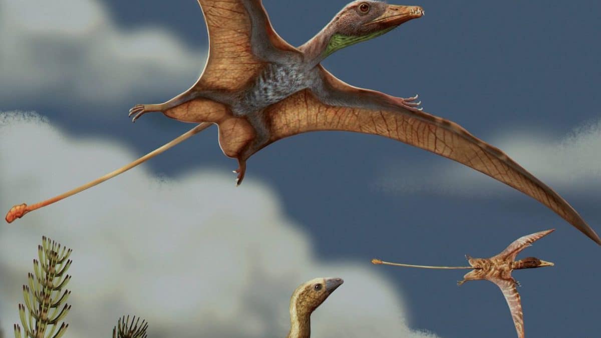 Мозг птерозавров и птиц адаптировался к полету двумя совершенно разными путями