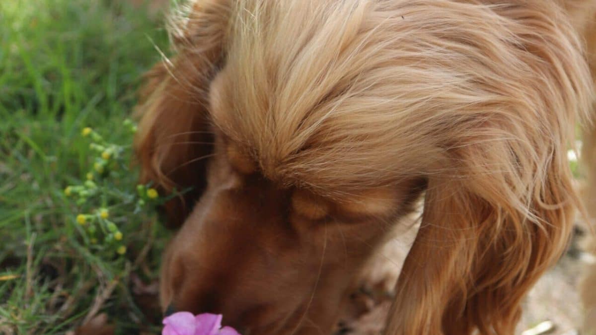 Кинологов спросили, как повысить благополучие собак