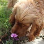 Кинологов спросили, как повысить благополучие собак