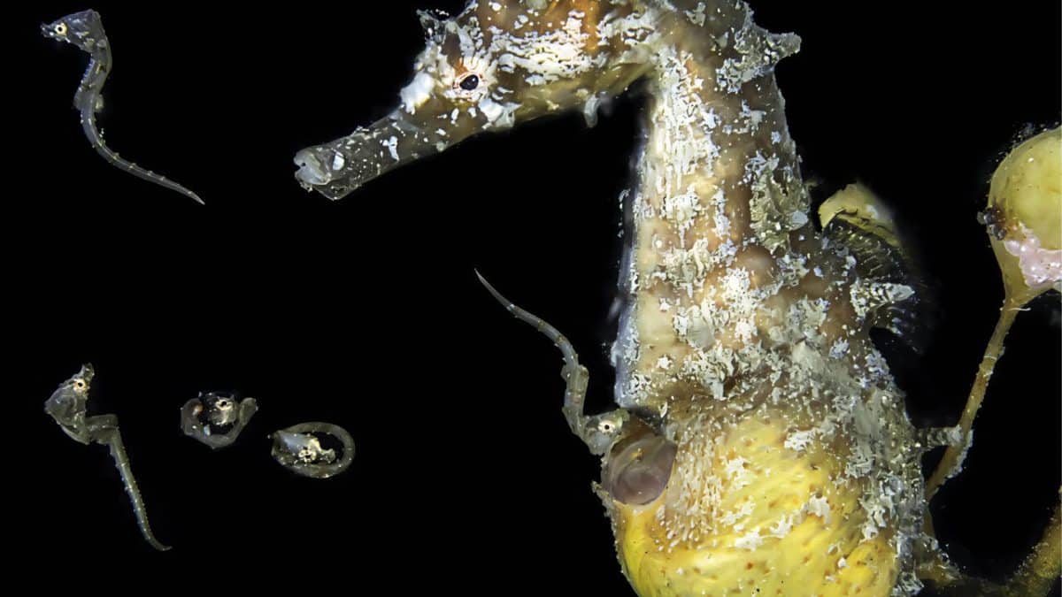 Биологи раскрыли клеточные механизмы «мужской беременности» морских коньков