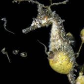 морской конек