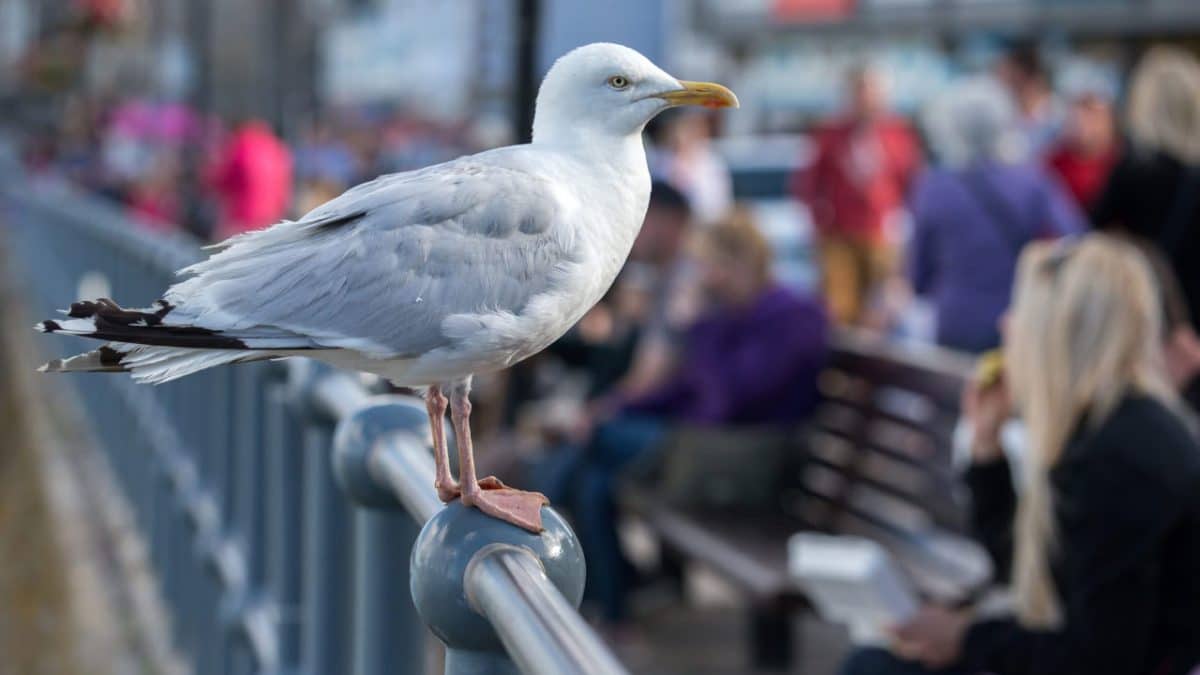 Ученые посоветовали кричать на чаек, чтобы не дать им украсть еду