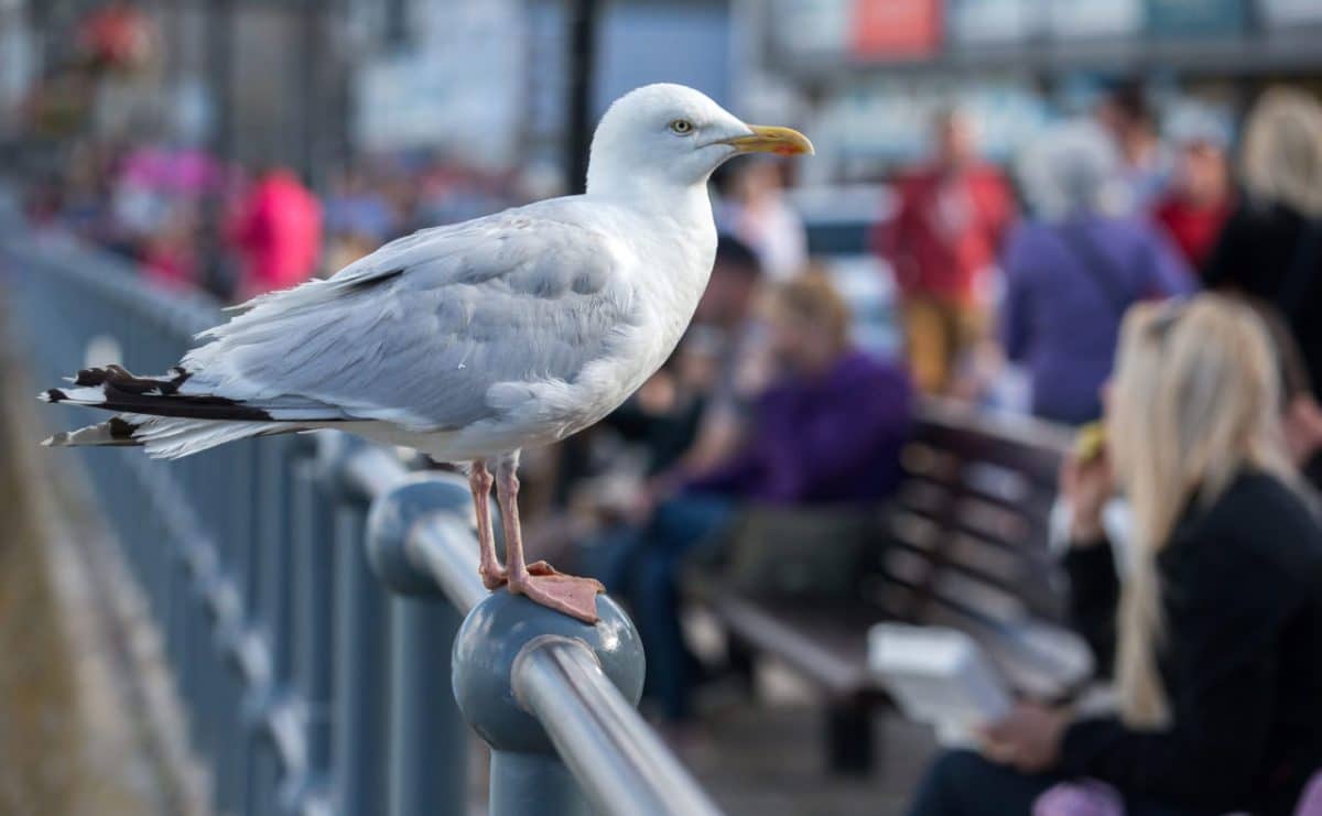 серебристая чайка