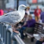 Ученые посоветовали кричать на чаек, чтобы не дать им украсть еду