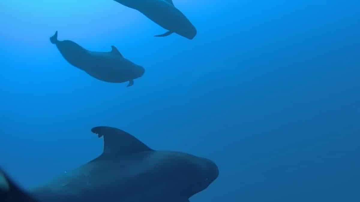 Морские биологи точно подсчитали, сколько нужно кальмаров для прокорма черных дельфинов