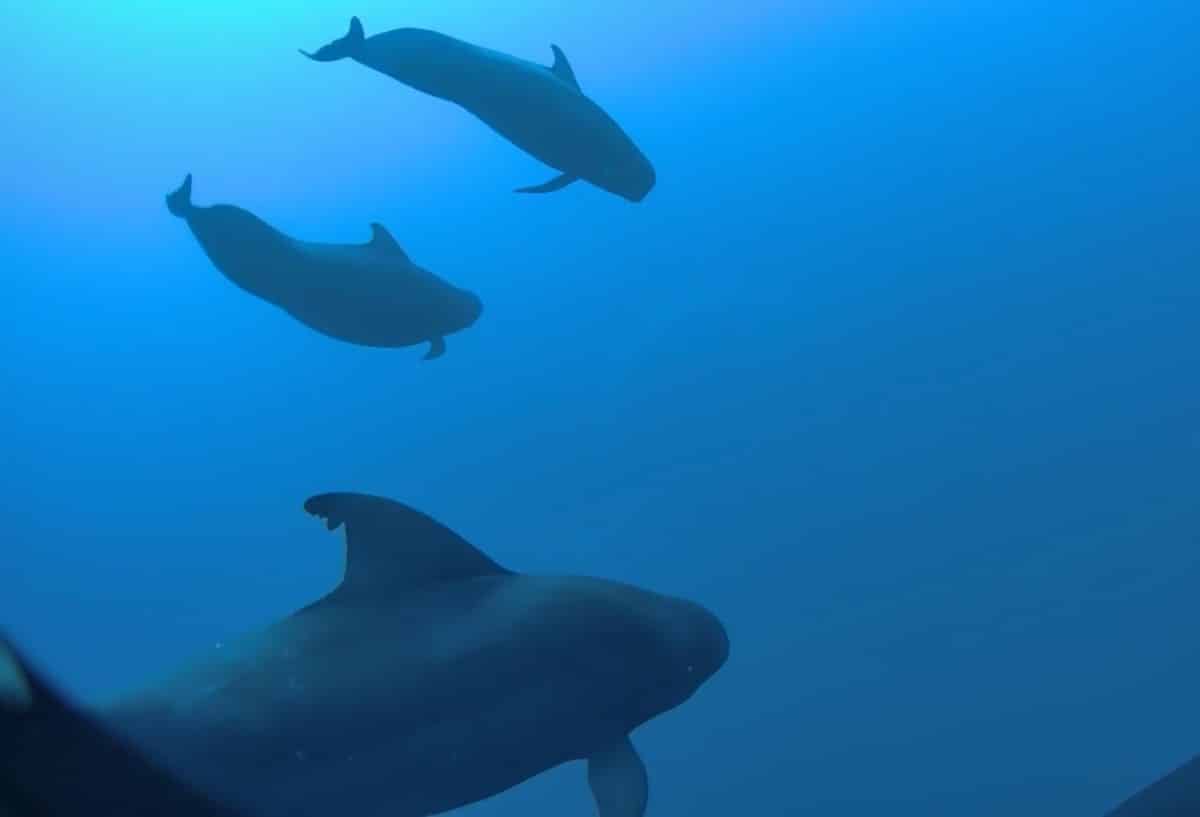 Короткоплавниковые гринды