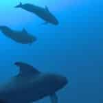 Морские биологи точно подсчитали, сколько нужно кальмаров для прокорма черных дельфинов