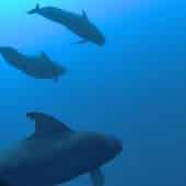 Короткоплавниковые гринды