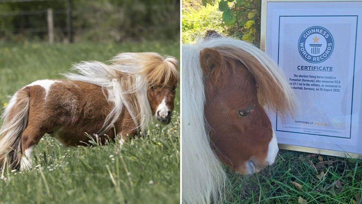 Самый маленький в мире конь Пумукель / © Guinness World Records