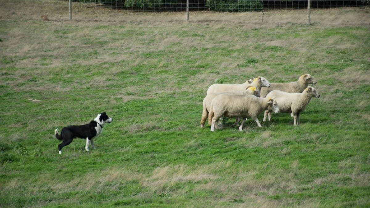 Древние геномы подтвердили совместные миграции людей и собак по Евразии