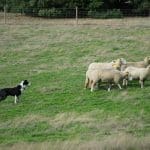 Древние геномы подтвердили совместные миграции людей и собак по Евразии