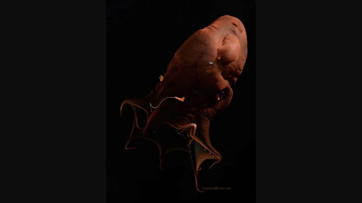 В геноме адского вампира нашли следы общего предка осьминогов и кальмаров