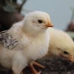 Кормовая добавка повысила эффективность  птицеводства на 33% и заменила антибиотики