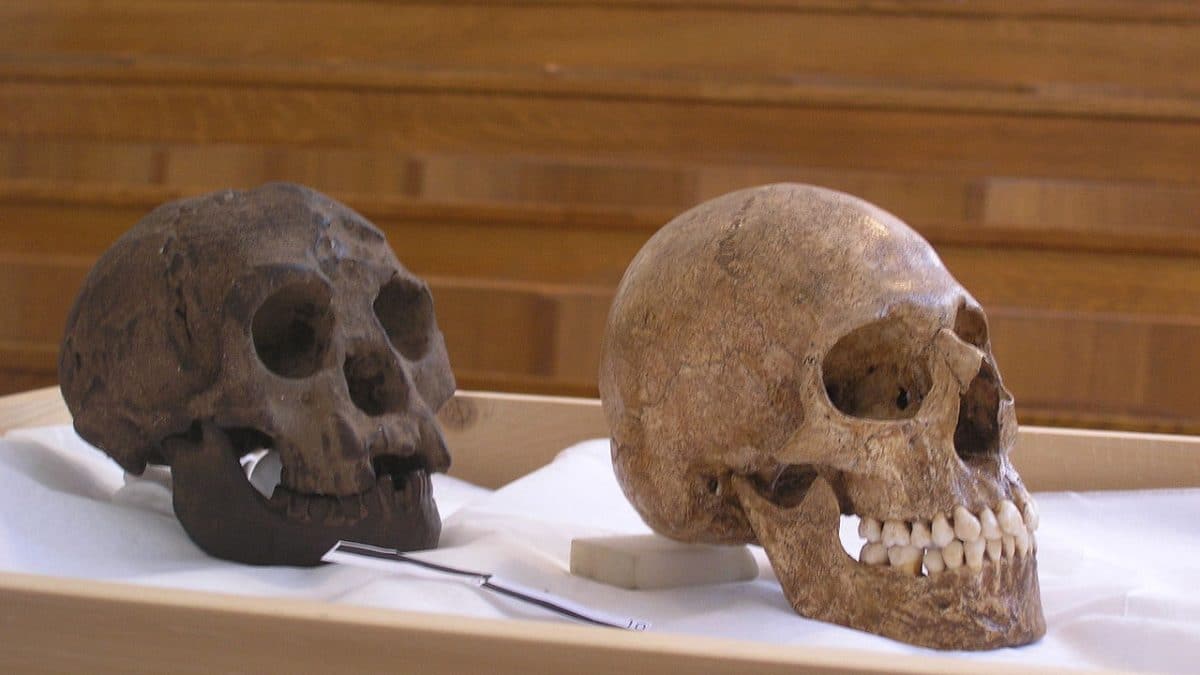 Вымирание «хоббитов» попытались связать с засухой длиной 15 тысяч лет