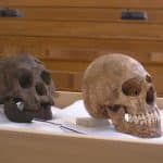 Вымирание «хоббитов» попытались связать с засухой длиной 15 тысяч лет