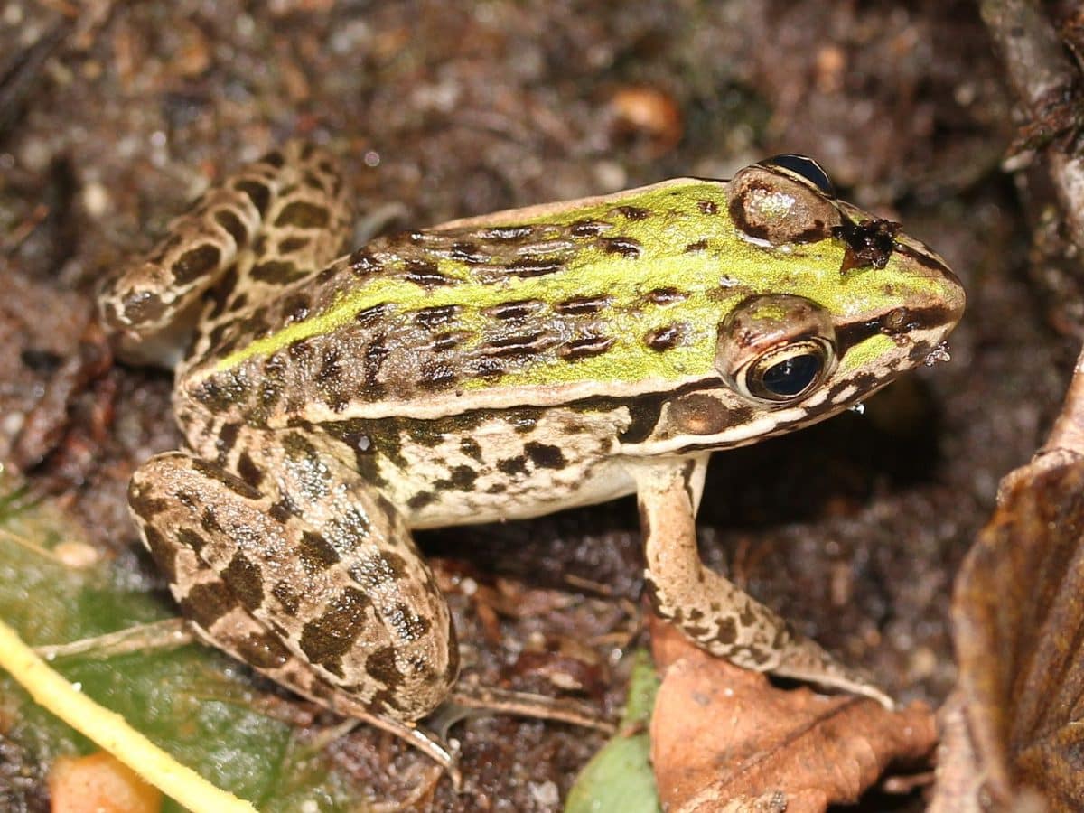лягушка Pelophylax nigromaculatus