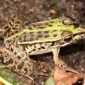 лягушка Pelophylax nigromaculatus