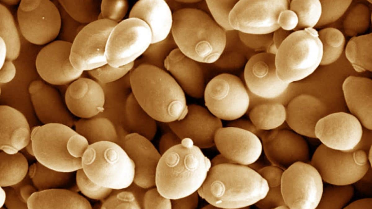 Тип муки определил бактериальный состав закваски, но не повлиял на доминирующие дрожжи