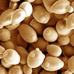 Тип муки определил бактериальный состав закваски, но не повлиял на доминирующие дрожжи