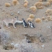 пумы и пингвины