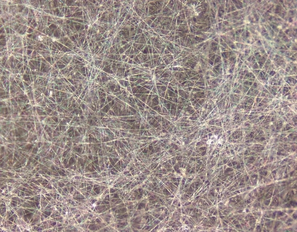 Увеличенные листы под микроскопом  / © MINOLON, The Government of Japan 