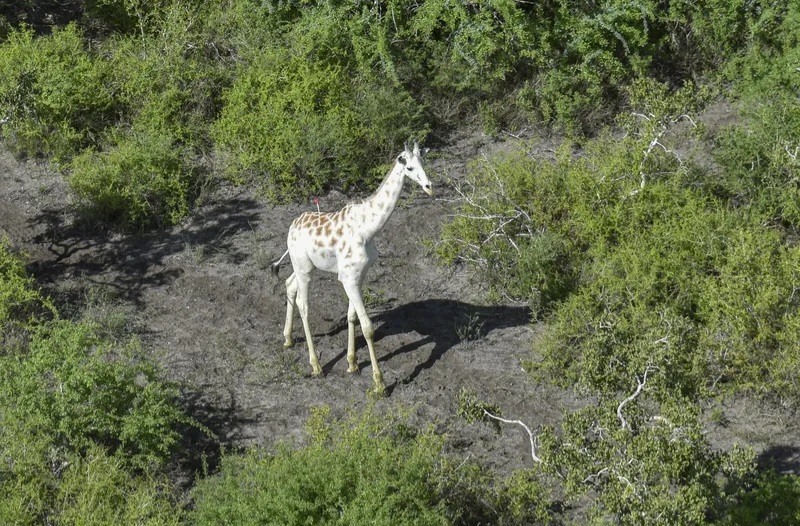 Белый жираф / © Ishaqbini Community Conservancy