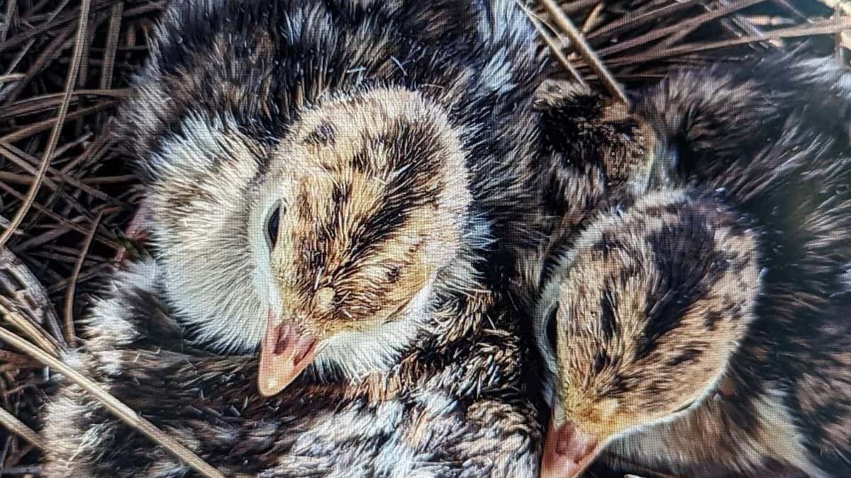 Охота вынудила диких индеек изменить пол будущего потомства в пользу дочерей