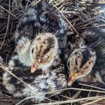 Охота вынудила диких индеек изменить пол будущего потомства в пользу дочерей