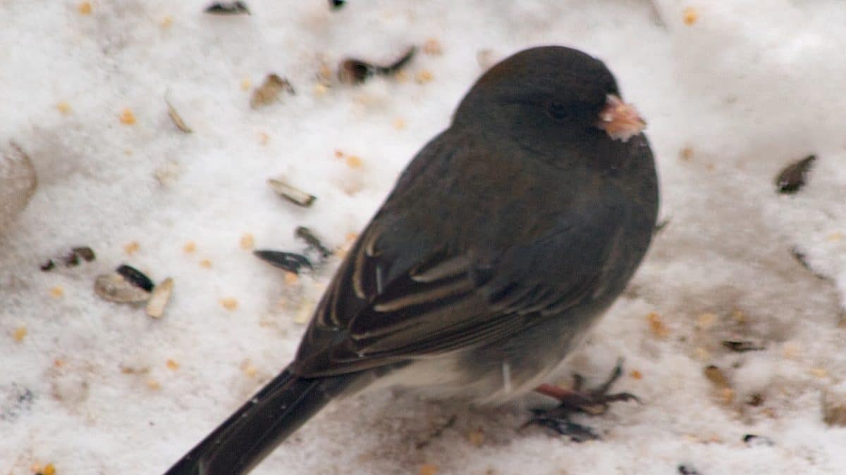Городские птицы вернули себе дикую форму клюва на время локдауна