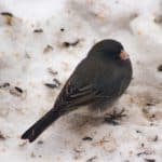 Городские птицы вернули себе дикую форму клюва на время локдауна