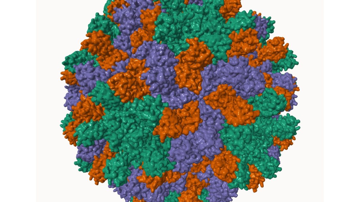 Скрытая асимметрия помогла вирусам прицельно стрелять геномом в клетку