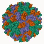 Скрытая асимметрия помогла вирусам прицельно стрелять геномом в клетку