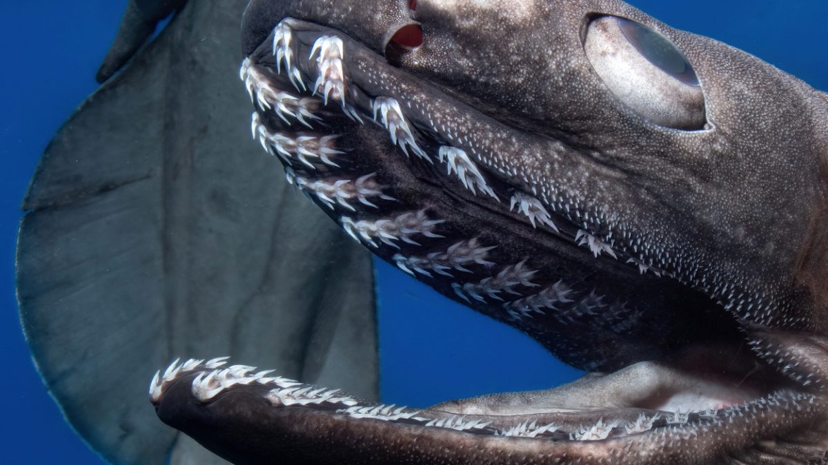 Палеонтологи выяснили, что выживание видов акул зависит от их «стажа»