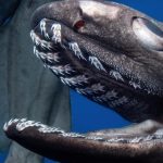 Палеонтологи выяснили, что выживание видов акул зависит от их «стажа»