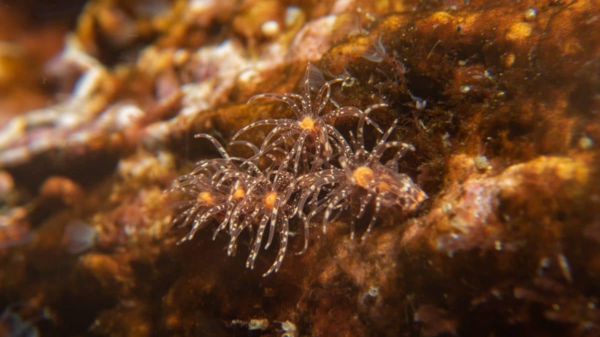 Генетический атлас морской анемоны показал, что сложная система управления ДНК возникла 600 миллионов лет назад