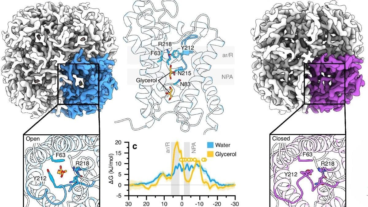 Защитный механизм клеток поджелудочной железы оказался ловушкой, ускоряющей развитие диабета