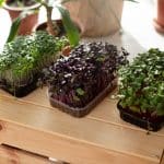 Огород в квартире: какие растения выбрать и как за ними ухаживать