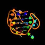 Где ДНК складывается в «переключатели»: исследователи составили полногеномную карту квадруплексов