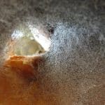 Российские ученые изучили, как черная плесень нейтрализует трибутилфосфат