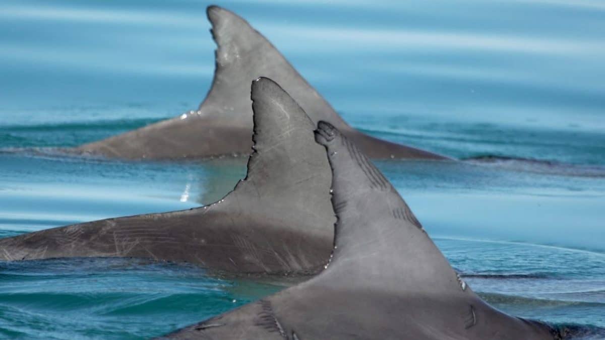 Крепкая мужская дружба замедлила старение дельфинов