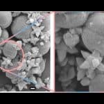 Ученые убили бактерии антимикробными наношипами