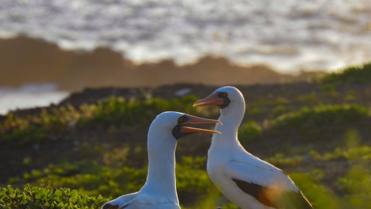 Самки насканских олуш научились изменять мужьям открыто и без генетических последствий