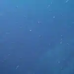 Ученые нашли древнейшее свидетельство переработки «морского снега»